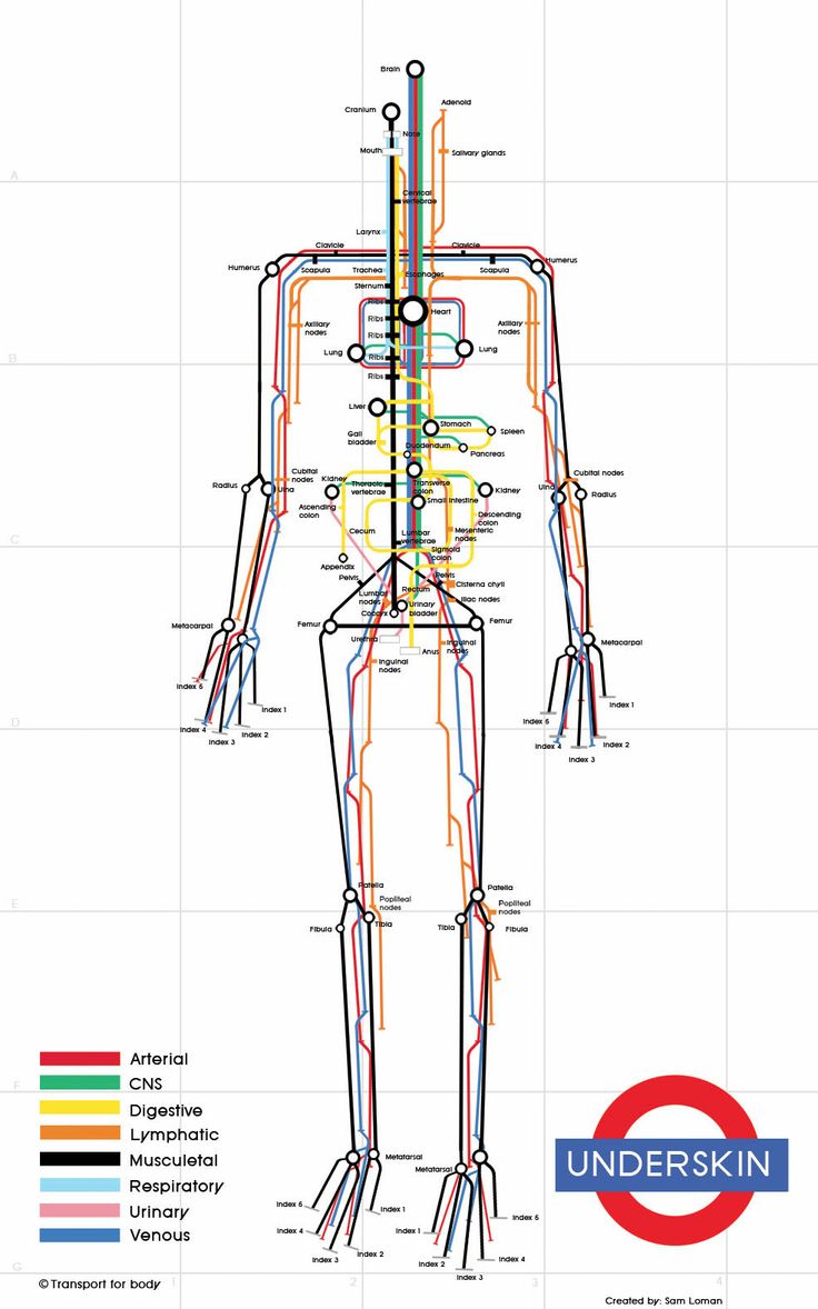 Subway_Infographic_Human_Body